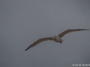 Meeuw boven Callantsoog