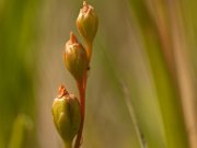 Bloeiwijze van Zonnedauw (Heihoef)