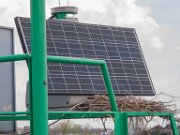 Nestbouw op navigatiepaal voor de scheepvaart